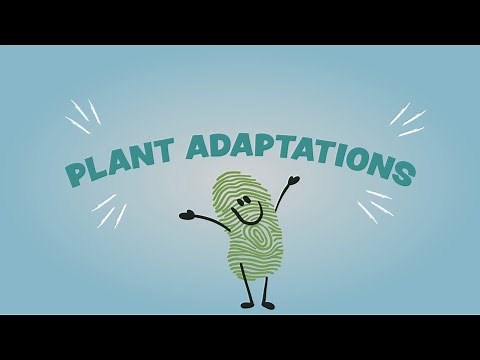 Plant Adaptations