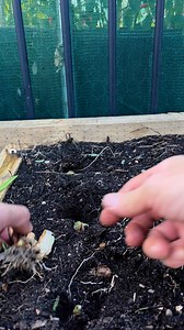 Growing shallot #growyourownfood #vegetablegarden #backyardgarden | GrowwithChea