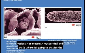 环境微生物课程 环境微生物及功能介绍 英文课