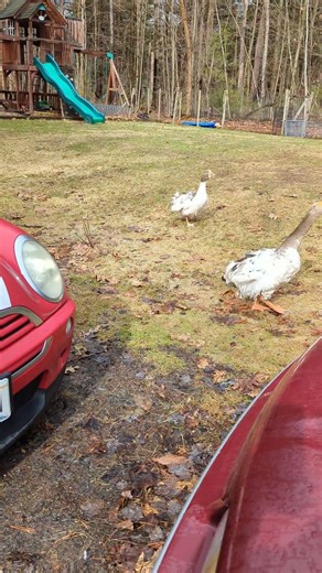 At least someone is excited to see me get home from work 😂 #geese #goose #sebastopol