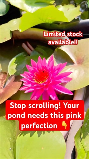 The ultimate garden glow-up: Pink Water Lilies"