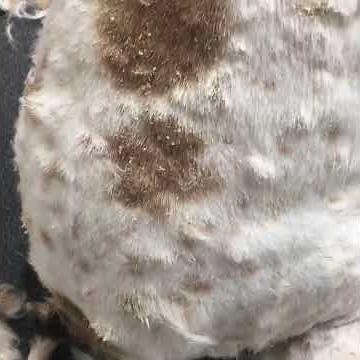 How to Treat Seborrea in Dogs