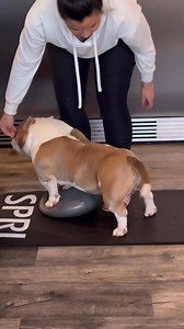 Micro BULL Melo - boy hit another pop these last few months and is lookin insane, lookin like a micro version of his half brother Master Po! Think it’s time to get this boy out there for more people to see in person, who would like to see this boy at ABKC Nationals 🤔🤔🤔**NEG King James x JZB Princess Xena** | John Gueco