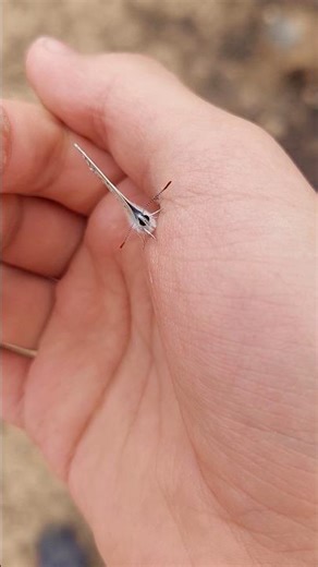 Common Blue Butterfly handling!🦋