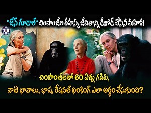 "జేన్ గూడాల్" చింపాంజీల రహస్య జీవితాన్ని డీకోడ్ చేసిన మహిళ!చింపాంజీలతో 60 ఏళ్లు గడిపి, వాటి భావాలు,