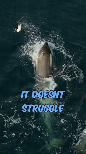 Killer whale eats Penguin! #animals #penguin #whale