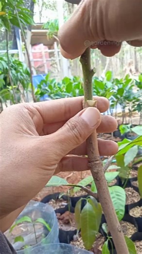 1.3M views · 7.2K reactions | Mango grafting techniques & plant care #gardening #graftingtips #injertos #fypage | GardeningFruit | Facebook