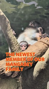Welcome to the newest member of our Mangabey family....MOSI! How adorable? The name Mosi is Swahili, meaning "firstborn child", symbolising leadership, importance, and a special family role. It carries themes of being a trailblazer or a pioneer, so let's see what little Mosi gets up to as he grows! And what's more, today is Monkey Day! Perfect! Mosi was born on Sunday, 12th October 2025. Both Mum and Baby are doing really well. If you're visiting us over Christmas up to the 4th January 2026, you