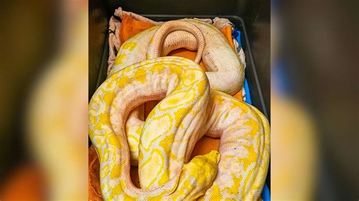Nach Netzpython-Fund: Weitere Schlangen des 38-Jährigen in Auffangstation untergebracht
