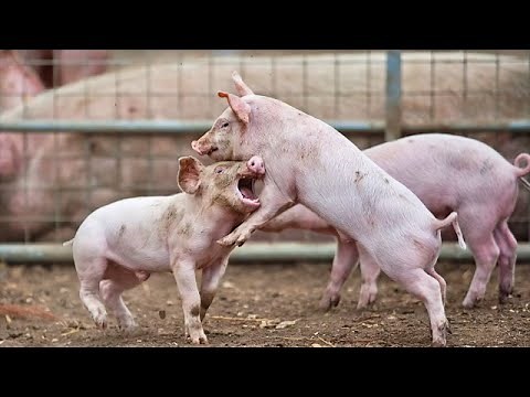 Inside the Shocking Cases of Human-Eating Pigs