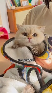 2K views · 41 reactions | 5 Tips for a Calm Cat Bath! #CatFacts #CatBathingTips | Pet lovers | Facebook