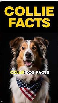 COLLIE FACTS 101 ✅ Fun Collie Dog Breed Information Guide & Top Training Tips You Need to Know!