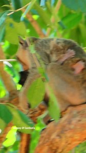 Shocking scene shows young monkey abducting crying baby, newborn calls for mother in fear and hunger, but mom cannot reach or save her child. | Monkey Of Cambodia