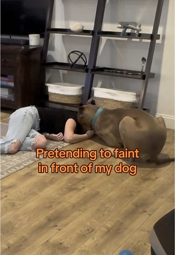 Great Dane Shows Emotion: Heartbreaking Reaction