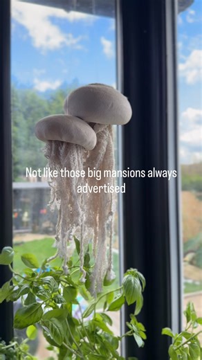 Ok, so I know our house is not small compared to some but it is a LOT smaller than a lot of the houses you see on social media. I would like a slightly bigger kitchen and a bigger third bedroom but I don’t need to live in a big house. Our smaller house is perfectly fine for what we need❤️ #fblifestyle | Shelleycarline design