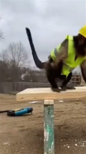 Capuchin construction monkeys 🐒 ￼