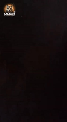 36K views · 107 reactions | POV: You thought you were being stealthy filming a wild boar, but it smelled you. That sudden, explosive charge came out of nowhere. I thought it was over. What's your strategy when this tank of an animal decides to ram you? #wildlife #WildAnimalEncounters #WildBoar #ForestAttack #SCARE #DEFAULT | Wild Animal Encounters | Facebook