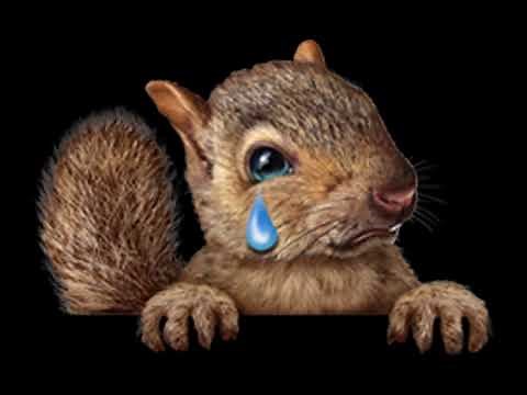 crying squirrel - SOUND EFFECT