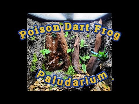 Epipedobates Tricolor Cielito Paludarium