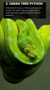 5 types of Pythons (snakes) 🐍