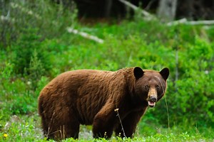 What's the difference between bear spray and pepper spray?