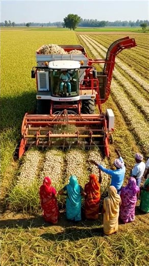 Garlic-Harvesting Robot: The Future of Farming?#NextGenHarvester #GarlicHarvest #RobotFarming