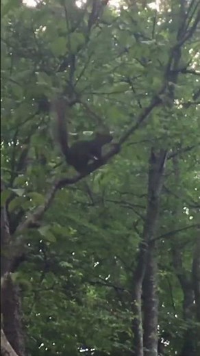 Squirrels Leaping Tree to Tree | High-Speed Forest Acrobatics