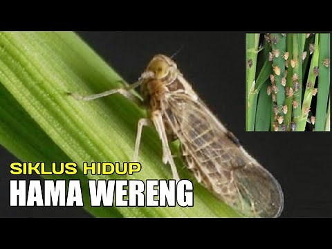 Siklus Hidup Wereng Batang Coklat (WBC) || Petani Wajib Tahu ‼️‼️