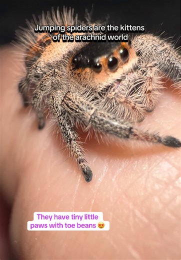 Discover the Adorable Jumping Spider Phenomenon