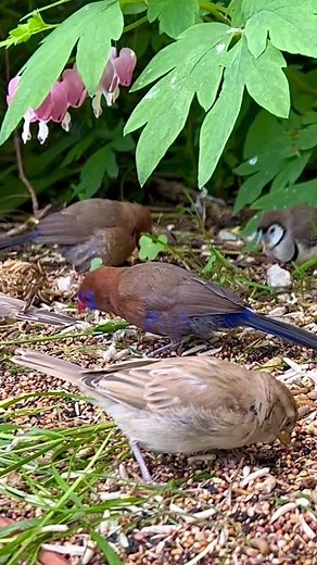Outdoor Finch Aviary| Birds