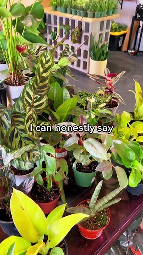 Plants of TikTok Comedy Compilation