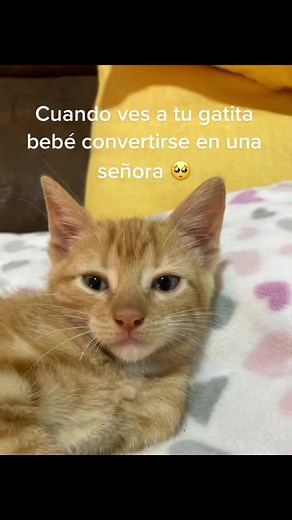 Mi mielcita 🖤 #catsoftiktok #parati #lovecats