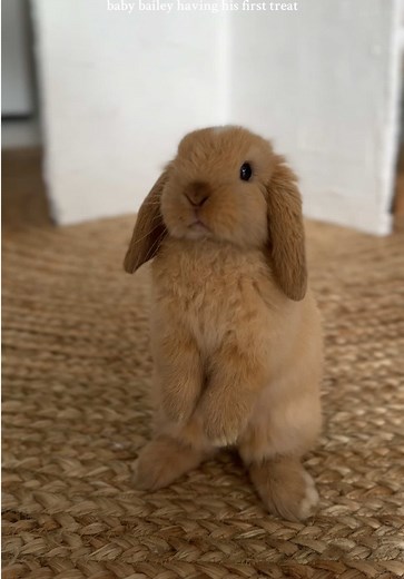 Understanding Bunny Growth Stages: A Complete Guide