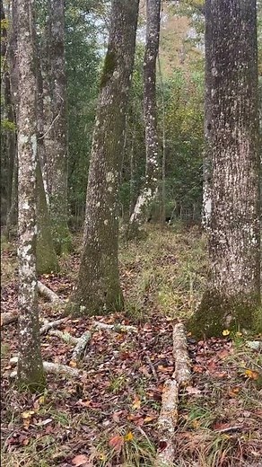 Dogs run rabbit in a tree!!! #beagles #beaglecrew #gundogbreeds #huntingdog #hunting