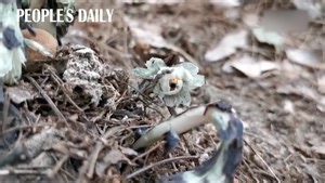 7.2K views · 206 reactions | Around a dozen RARE ghost plants were found in the forest of SW China's Chongqing. The parasitic plant, also known as Indian pipe, does not contain chlorophyll and appears a translucent, “ghostly” white color. | People's Daily, China | Facebook