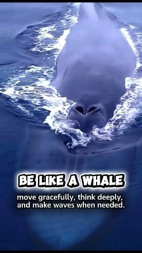Be like a whale - moving gracefully, think deeply and make waves when needed. #motivationalquotes #inspiration #positive | Motivational Quotes