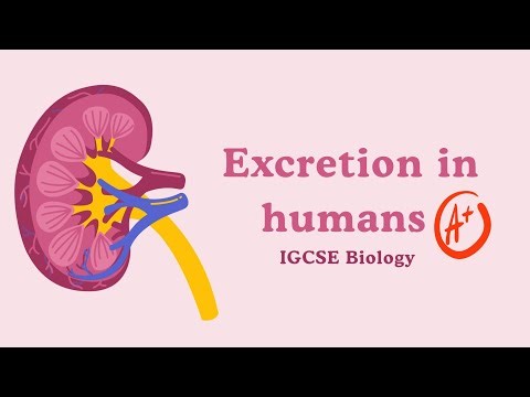 IGCSE Biology Excretion in Humans | How the Urinary System Really Works!