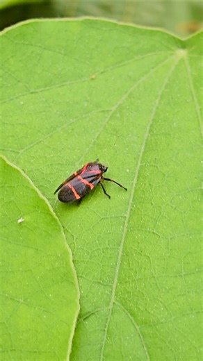 Two-lined spittlebug froghopper Playa del Carmen Mexico tropical Caribbean jungle insect life #wild