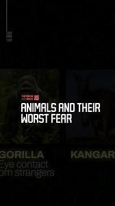 Animals and their worst fear - What is the worst fear animals face in the wild—predators, sudden sounds, or unseen threats? | The Brain Maze