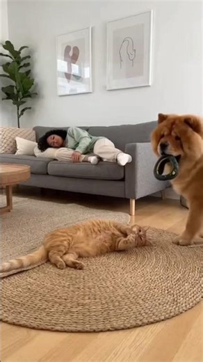 🤣 Dog Pranks Cat With Fake Snake—and Chaos Wakes the Entire House! 🐍🐱 #funnycats #catvideos