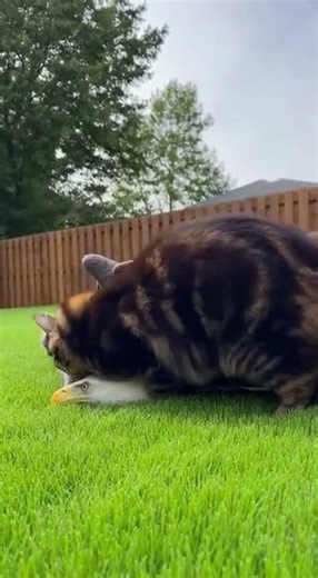 Hero Cat Protects Kitten from Bald Eagle! 🐱🦅 Backyard Rescue #Shorts