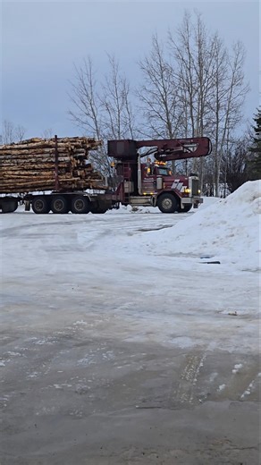 Log truck surprise birch tree delivery