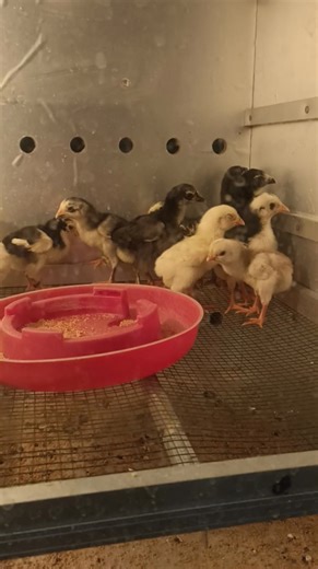 Castle ProjectFarm on Reels