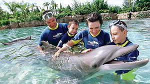 Experience Dolphin Swims Near Tampa Bay, Florida
