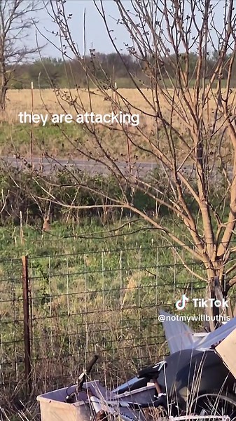 Understanding Jackrabbit Behavior on the Farm