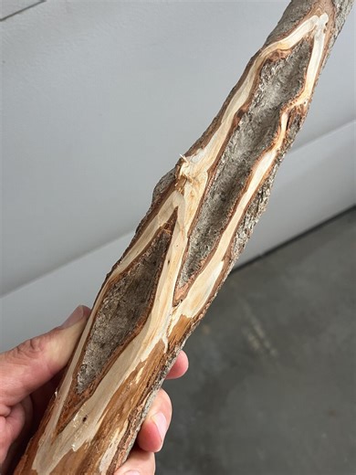 Diamond Willow Staff (you CARVE ): 57" Walking Stick, Cane, Colorful, Spalted Wood - Etsy