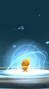 A wild torchic appeared catch and evolve combusken evolveing blazikan
