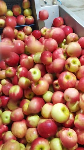 Crushing cull apples now to make rum! Ppen today 9-5. We pressed fresh cider yesterday and have Honeycrisp, First Kiss and the last of the Sweetango. The still is running with a batch of Brandy! | ApplesRus Orchard & Distillery