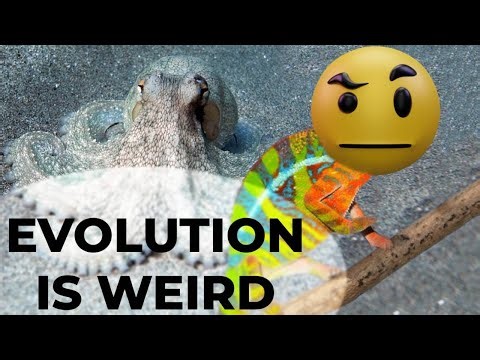 Convergent Evolution