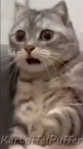 VERSUCHE NICHT ZU LACHEN 🤣🤣 🤣 #memes #funny #lustigevideos #nichtlachen #kartoffelpuffer
